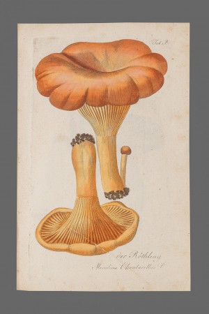 Reproduktion 18 Jhd.